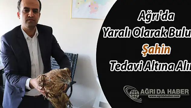 Ağrı'da Yaralı Olarak Bulunan Şahin Tedavi Altına Alındı