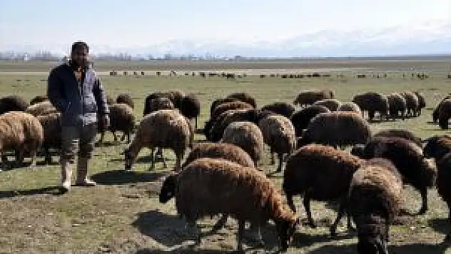 Muş'ta Baharın Gelişi Besicileri Sevindirdi