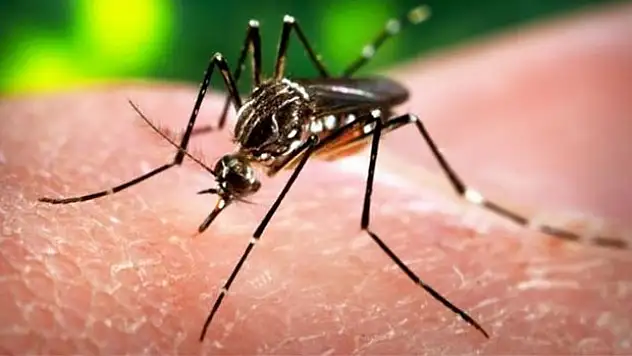 Zika virüsü belirtileri nelerdir? Zika virüsü nasıl bulaşır? Zika Virüsü Nedir ? Ziki Virüsü Tedavisi Var Mı ?