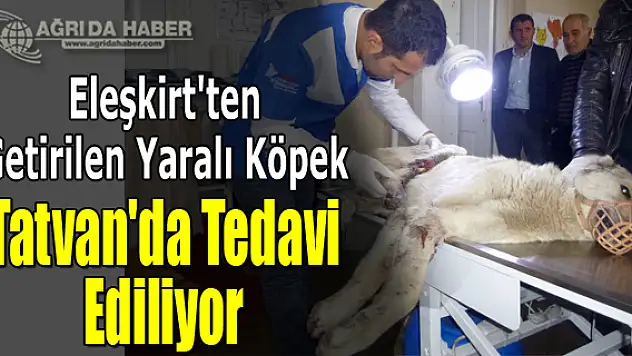 Eleşkirt'ten Getirilen Yaralı Köpek Tatvan'da Tedavi Ediliyor
