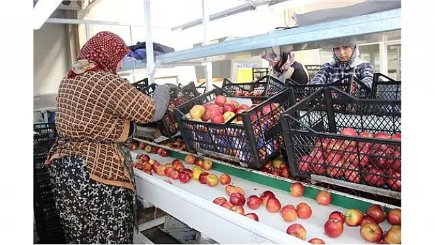 50 bin ton elma depoya kaldırıldı