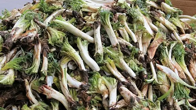 Giya yê Kereng (kenger) çÎye