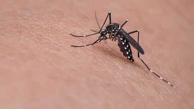 zika virüsü !özel açıklama