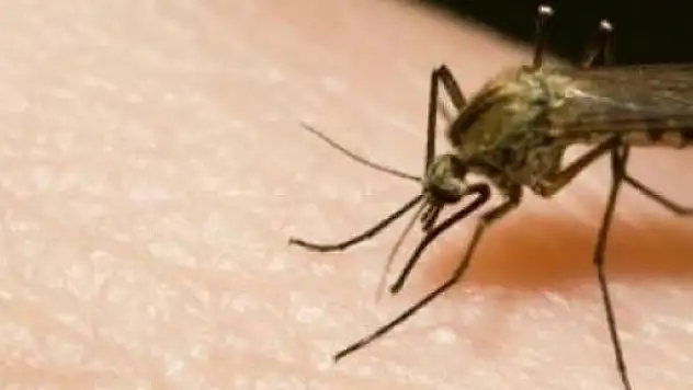 sıcaklarla birlikte ortaya çıkacak sivri sinekleri dolayısıyla zika uyarısı