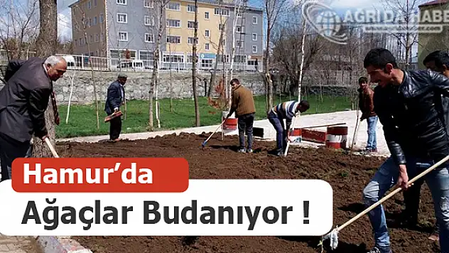 Hamur'da Ağaçlar Budanıyor !