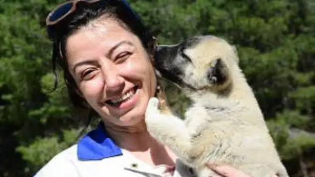 Tatvan'da Getirilen İki Köpeğin Tedavisine Başlandı