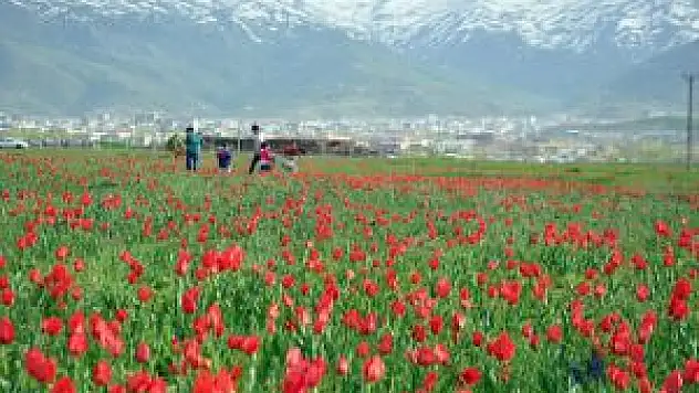 Muş Lalelerle Süslendi