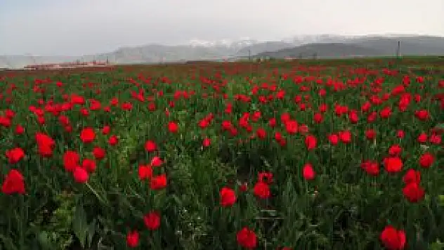 Muş Lalesi Ovayı Kırmızıya Boyadı