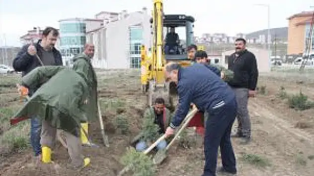 Diyadin'de Fidan Dikimi