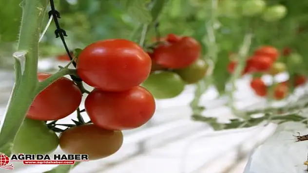 Doğu Anadolu Sebze Meyve İhracatında Söz Sahibi Olacak