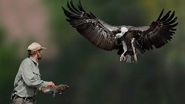 Artık kuşları akbaba'lar takip edecek