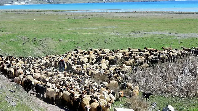 Terör, arıcı ve besicileri mağdur etti