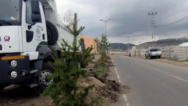 Sarıkamış Belediyesinden Ağaçlandırma Çalışması
