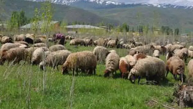 Muş'ta Sürüler Yaylaya Çıkarılmaya Başlandı