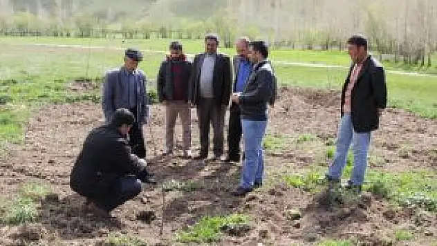 Başkale'de Yeşillendirme Çalışmaları