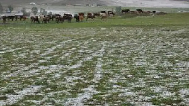 Muş'ta Dolu, Tarım Alanlarına Zarar Verdi