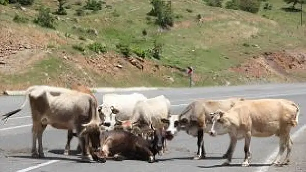 Sürüdeki İnekler Yaralı İneğin Yanından Ayrılmadı