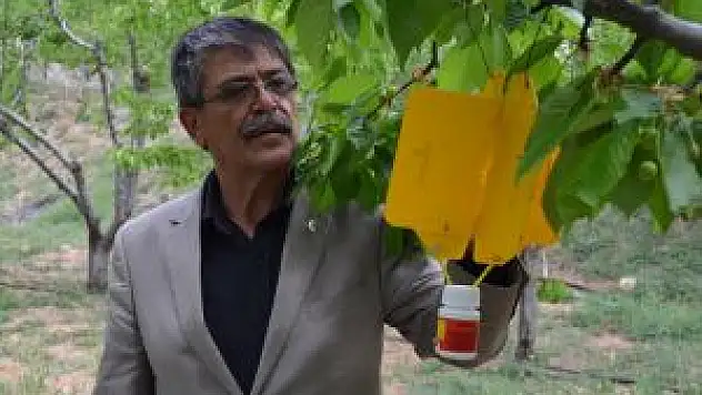 Dalbastı Kirazı Zararlılarına Tuzaklı Önlem