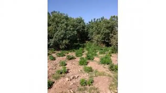 Malatya'da Uyuşturucu Operasyonu