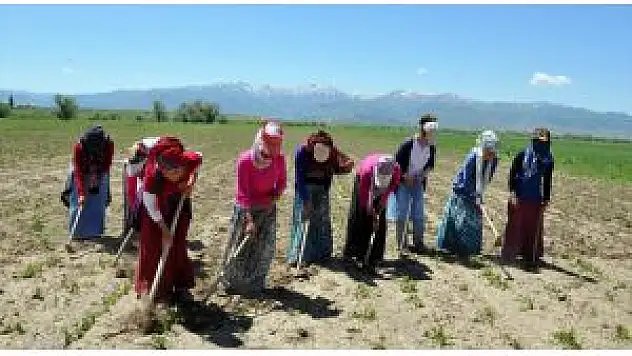 Tarlada Çapa İşçisi Olmak