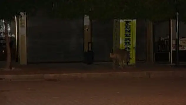 Erciş'te Şüpheli Valizden Meyan Kökü Çıktı