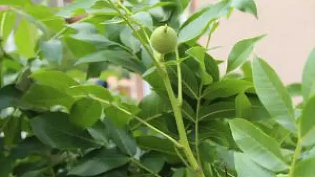 Çatak'ta Ceviz Fidanı Dağıtımı