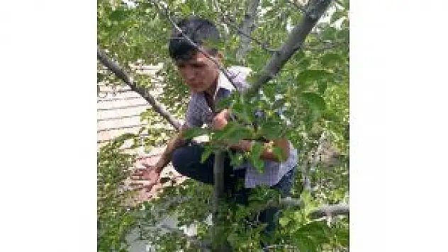 Dut Ağacında Mahsur Kalan Kişiyi İftaiye Ekipleri Kurtardı