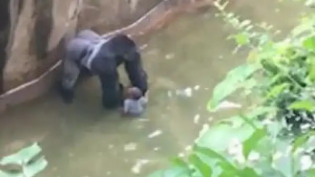 Küçük Çocuk Goril Kafesine Düştü