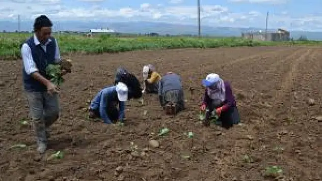 Muş'ta Lahana Ekimine Başlandı