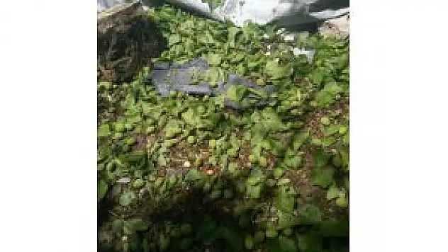 Van'da Dolu Yağışı Tarım Ürünlerine Zarar Verdi