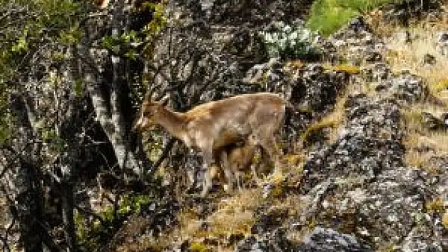 Tunceli Dağları, Yavru Dağ Keçileriyle Şenlendi