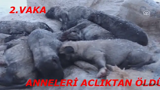 SOKAK KÖPEKLERİ ÇARESİZ