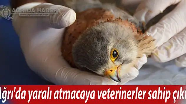 Ağrı'da yaralı atmacaya veterinerler sahip çıktı