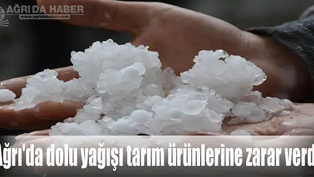 Ağrı'da dolu yağışı tarıma zarar verdi