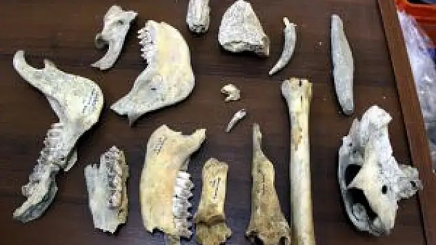 Van'da Demir Çağı'na Ait Kızıl Geyik İskeleti Bulundu