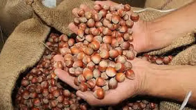 Türkiye'nin Fındık İhracatı 2 Milyar Dolar