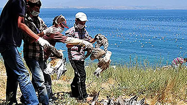 Adır Adası'ndaki Martı Ölümleri Mercek Altına Alındı