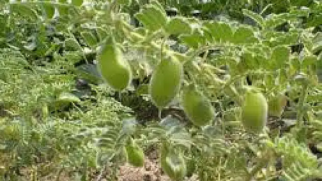 Başkale'ye Ekilen 10 Ton Nohut Yeşerdi