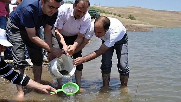 Muş'taki Göletlere 80 Bin Yavru Balık Bırakıldı