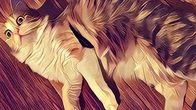 Prisma ya yeni özelik