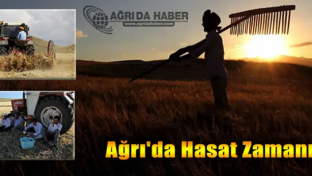 Ağrı'da Çiftçilerin Hasat Zamanı Geldi