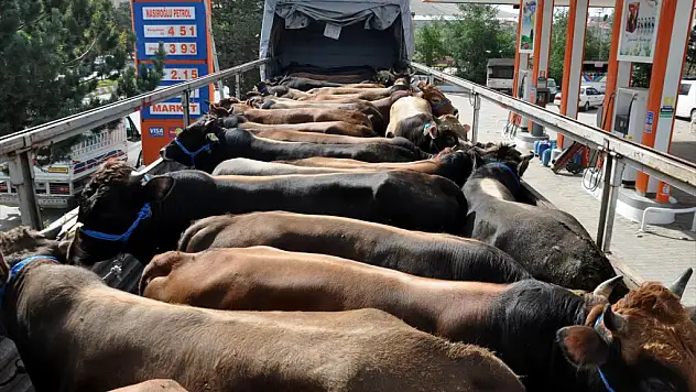 Muş'ta Kurban Sevkıyatı Başladı