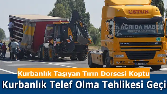 Ağrı'da Kurbanlık Taşıyan Tırın Dorsesi Koptu