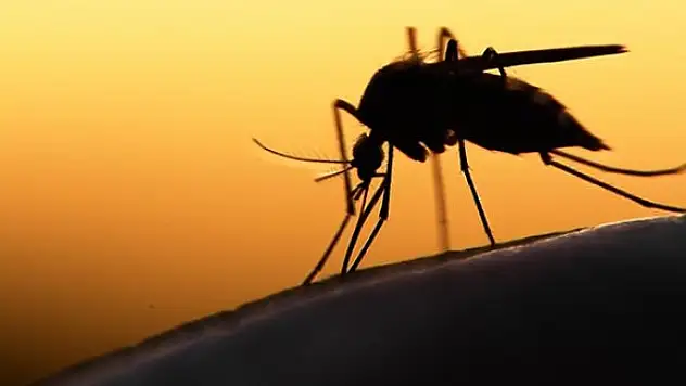 2 Milyar İnsanı Tehdit Eden Zika Virüsü Kapıya Dayandı