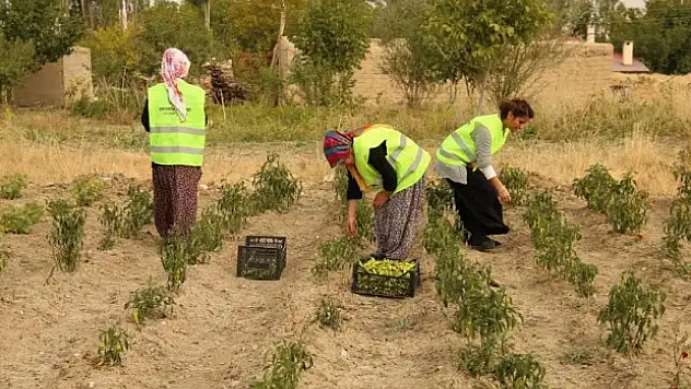 Günlük 38 Liralık Yevmiyeyle Okul Ve Çeyiz Paralarını Kazanıyorlar