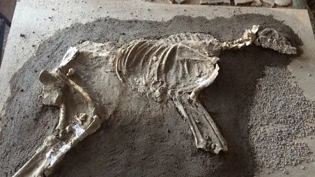 En Eski Köpek İskeleti Bulundu