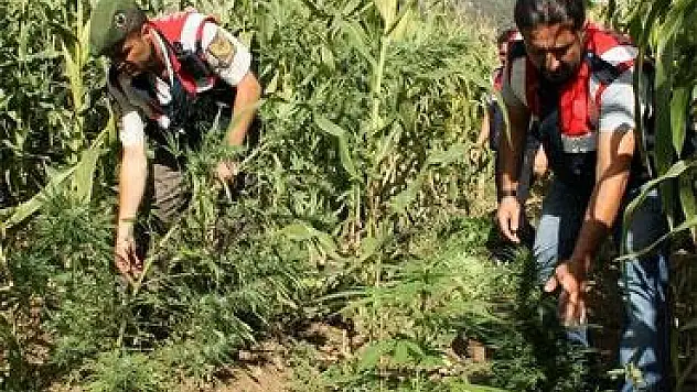 Kars Sarıkamış'ta Uyuşturucu Operasyonu