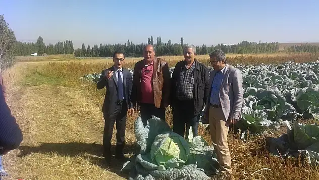 Ağrı İli Hamur İlçesinde ekimi yapılan lahanaların hasadı başladı