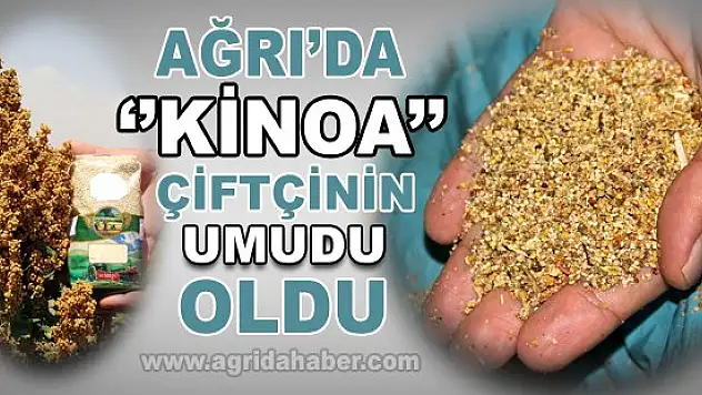 Ağrı'da Kinoa'nın Ekim Alanı Genişliyor