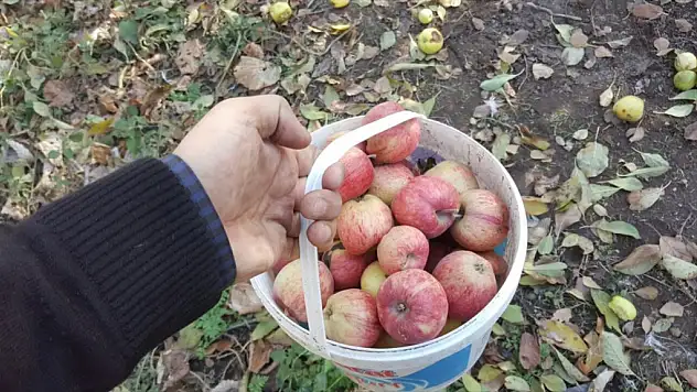 Kışlık Elma Hasadı Başladı